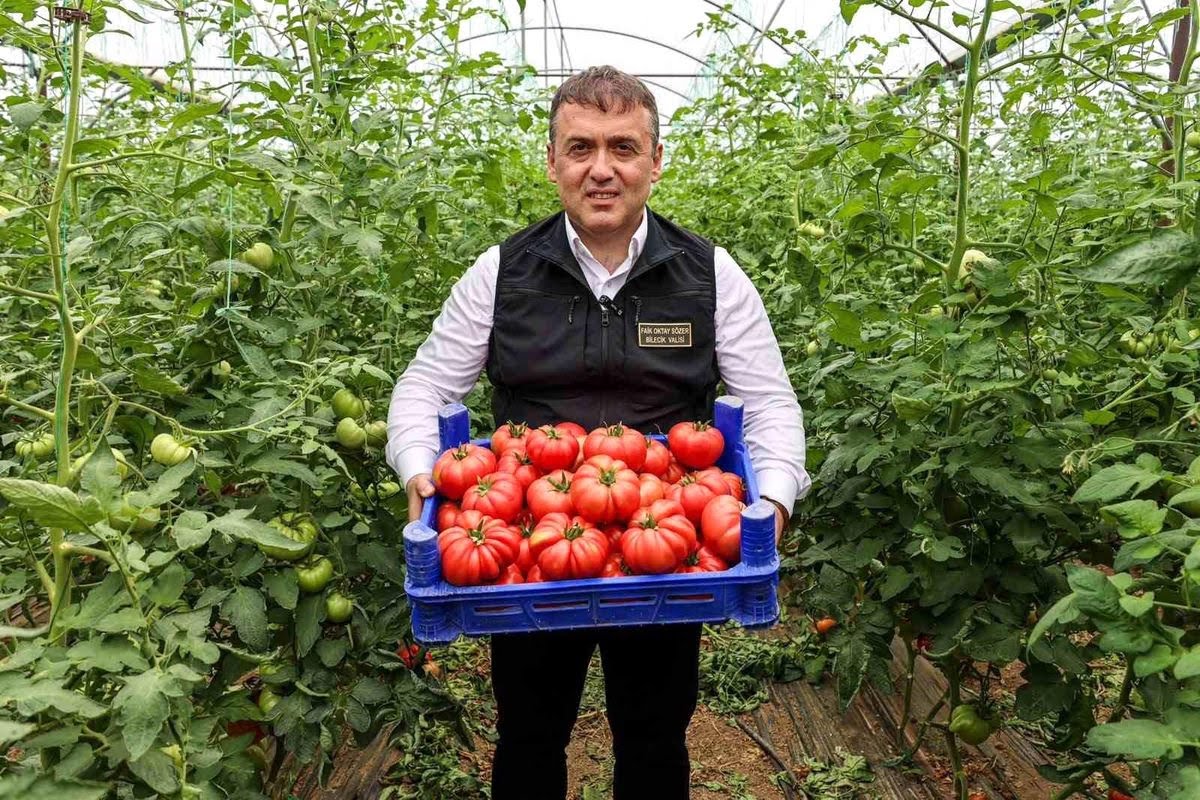 Bilecik'te Domates Hasadı Başladı