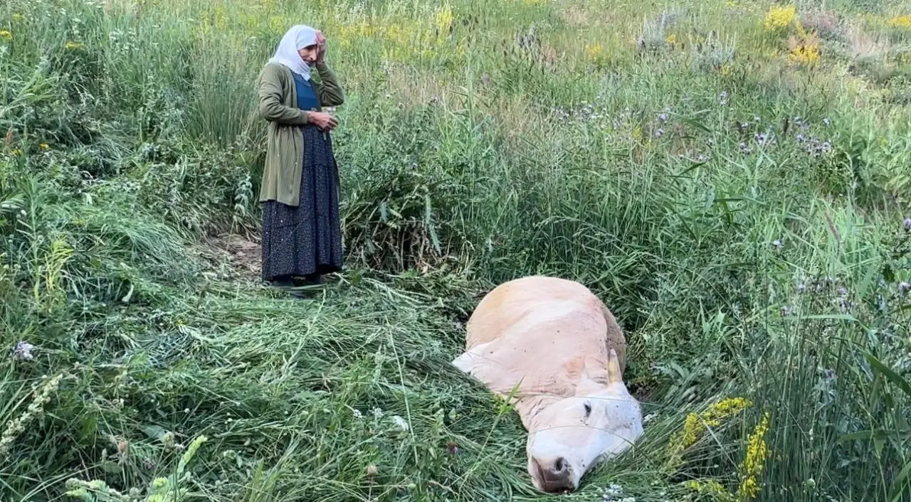 Bir ineği telef oldu, 7 inek, 5 buzağı sahibi oldu